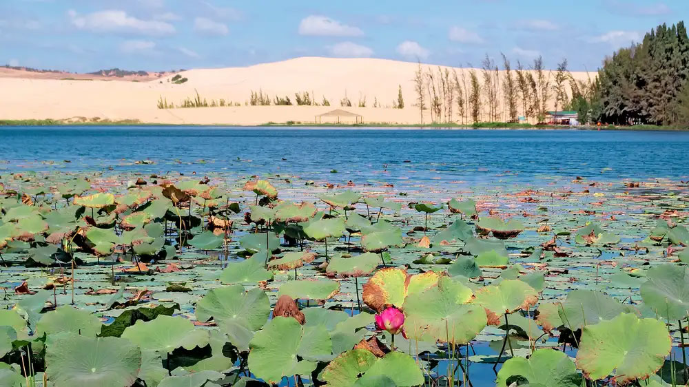 Bàu Trắng - Bàu Sen - Du lịch Phan Thiết